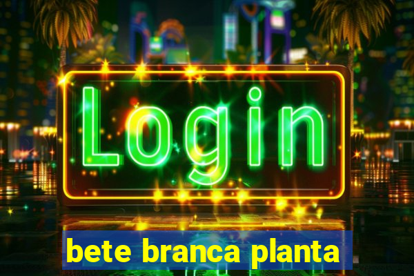 bete branca planta